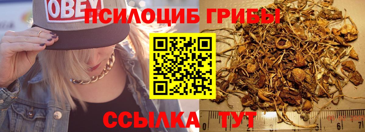 Богданович  Галлюциногенные грибы Cubensis  Вход с VPN 